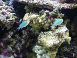 My two green chromis's