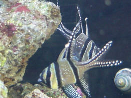 Mommy and Daddy Banggai cardinals
