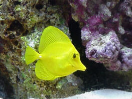 The little yellow tang