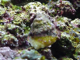 Astrea snail