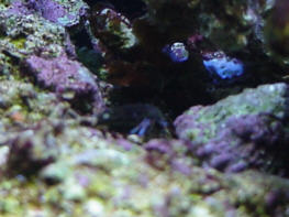 Blue legged hermit w/ astrea snail