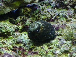 Margarita snail