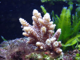 Close up of Acropora millepora from Jeff's Exotic Fish
