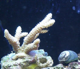Acropora millepora from The Aquarium CIty