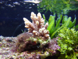 Acropora millepora from Jeff's Exotic Fish