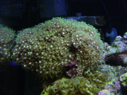 Nice green star plyp colony