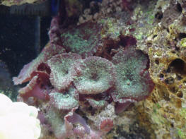 Red/metallic green mushroom rock